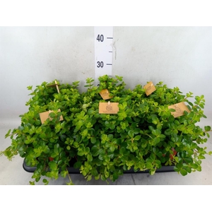 Peperomia rotundifolia