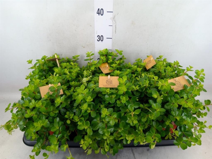 <h4>Peperomia rotundifolia</h4>