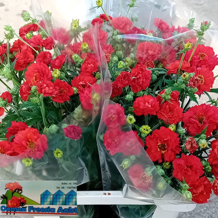 <h4>GEUM FIERY TEMPEST</h4>