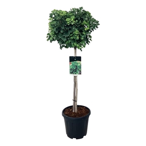 Ginkgo biloba 'Mariken'