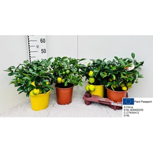CITR MICROCARPA