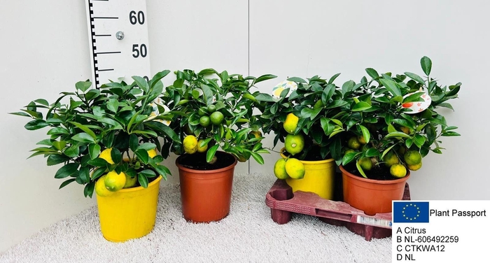 <h4>CITR MICROCARPA</h4>