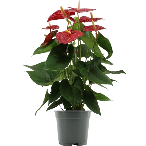 <h4>Anthurium Jambo Red in transparant sleeve</h4>