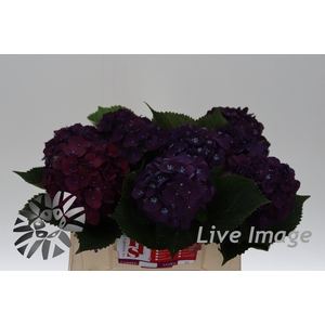 Hydrangea my mon amour purple