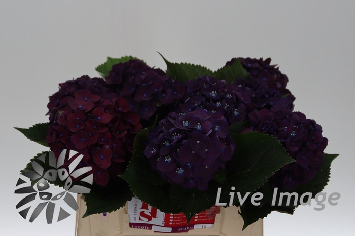 <h4>Hydrangea my mon amour purple</h4>