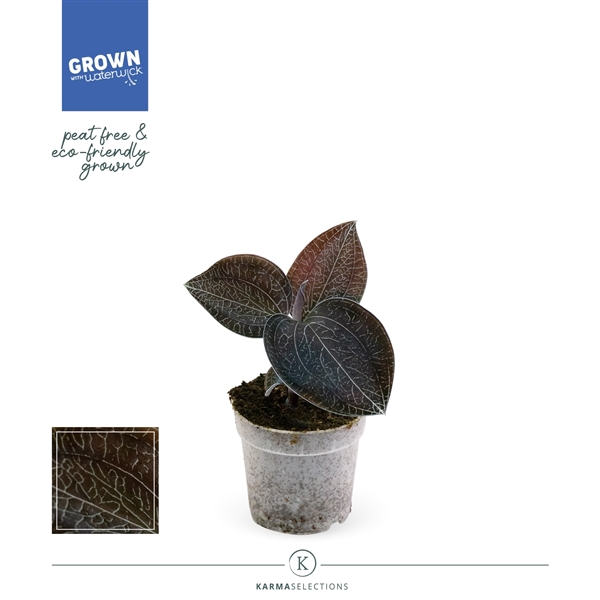 Jewel Orchid - KARMA Onyx | Anoectochilus | PEAT-FREE | 7cm