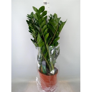 Zamioculcas zamiifolia