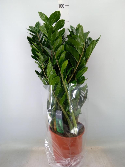 <h4>Zamioculcas zamiifolia</h4>