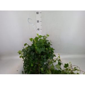 Hedera helix 'Wonder'