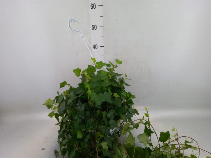 <h4>Hedera helix 'Wonder'</h4>