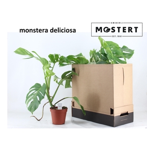 MONSTERA DEL VARIEGA