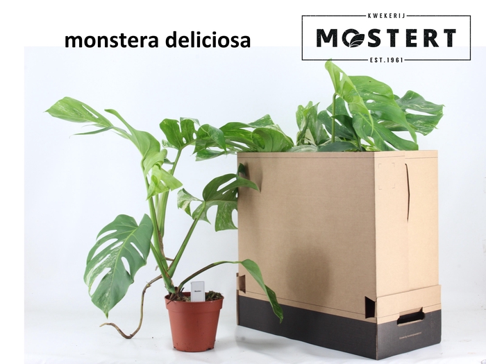 <h4>MONSTERA DEL VARIEGA</h4>