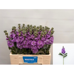 MATTH MATHILDA LAVEN