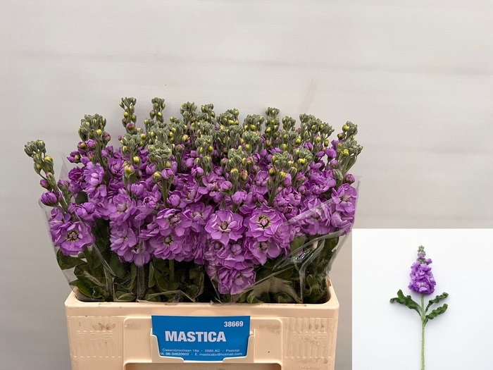 MATTH MATHILDA LAVEN