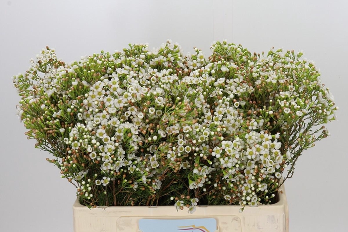 <h4>Chamelaucium Morning Delight</h4>