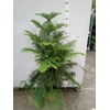 Araucaria heterophylla