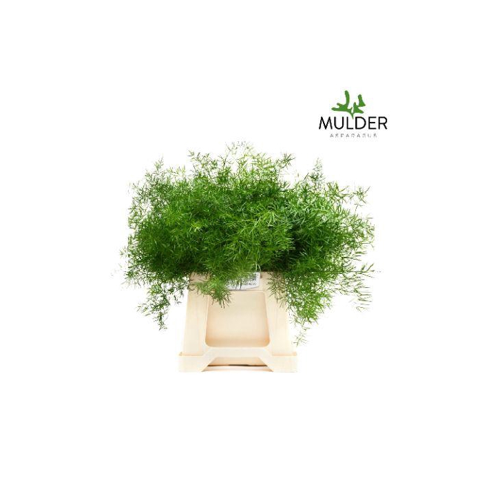 <h4>ASP DENS SPRENGERI</h4>