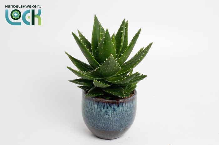 <h4>Aloë Mitriformis in donkerblauwe Luuk pot</h4>