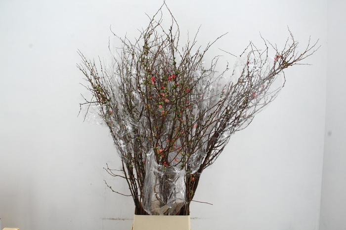 <h4>CHAENOMELES SUPERBA PINK 150CM</h4>