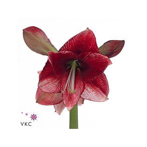 Hippeastrum maestro