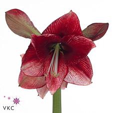 <h4>Hippeastrum maestro</h4>