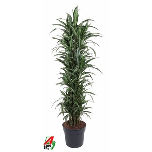 Dracaena Ulises vertakt P34