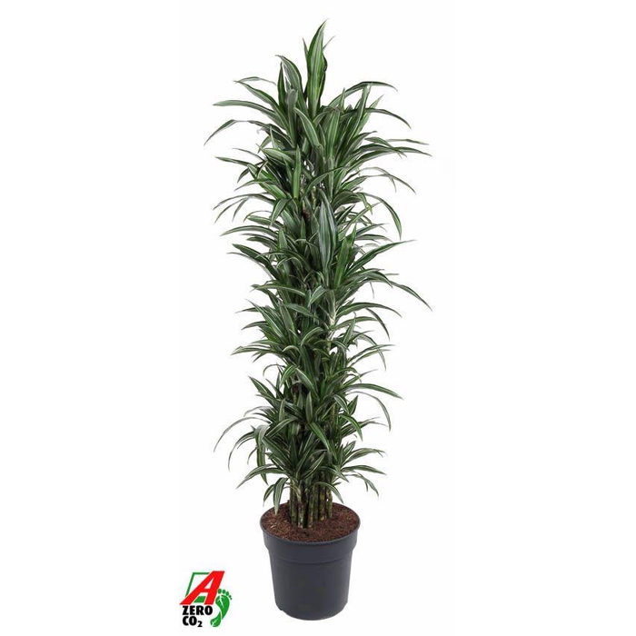 <h4>Dracaena Ulises vertakt P34</h4>
