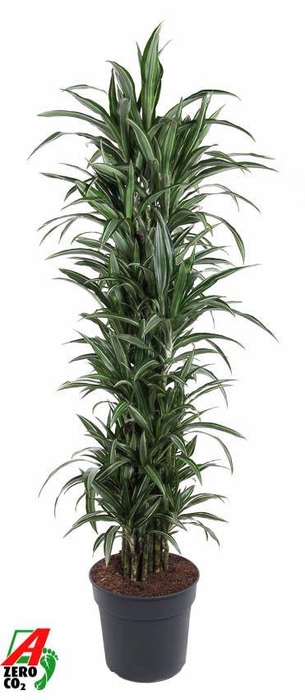 Dracaena Ulises vertakt P34