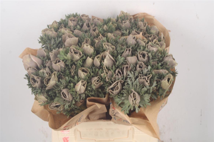 Anemone Powder Marron