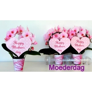 PHAL OV ROZE