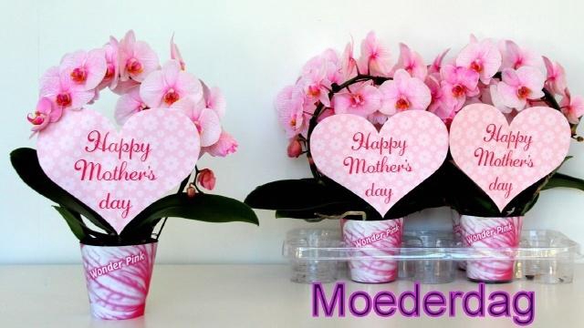 <h4>PHAL OV ROZE</h4>