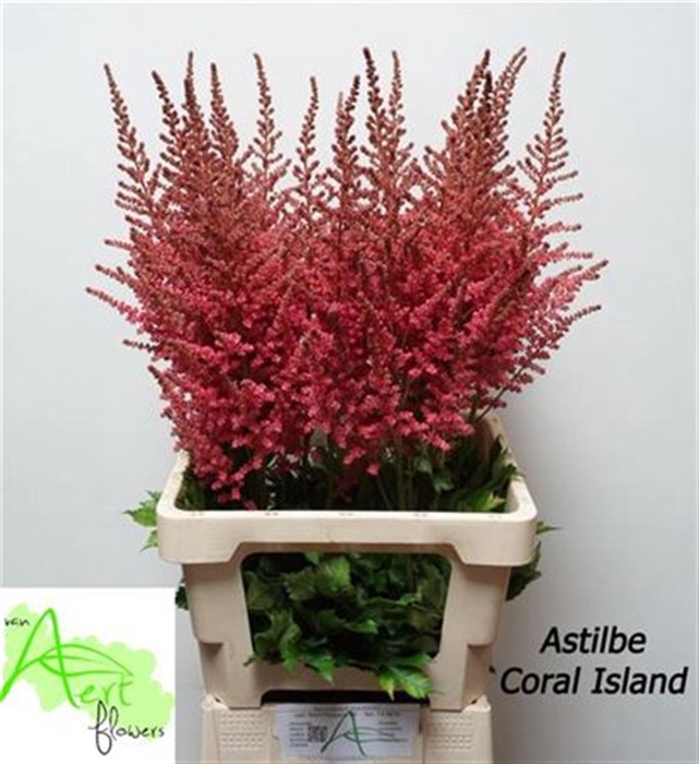 Astil Ov Coral Island