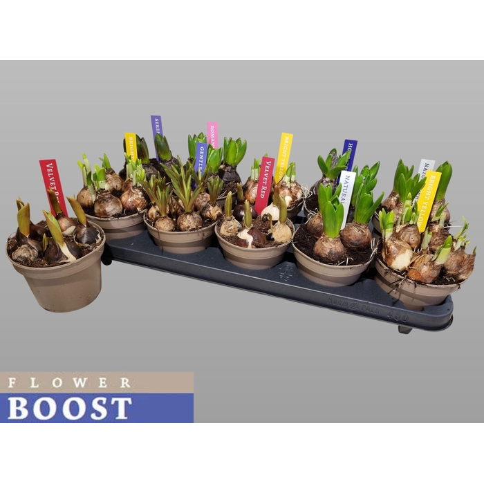 <h4>BOLBLOEMEN GEM</h4>