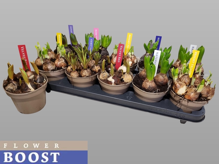 <h4>BOLBLOEMEN GEM</h4>