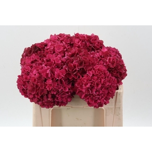 Hydr M Mag Rubyred