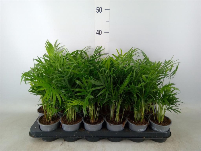<h4>Chamaedorea elegans</h4>
