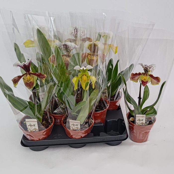 <h4>PAPH AMERIKA HYB GEM</h4>