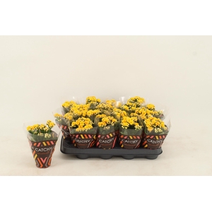 Kalanchoe Double Yellow