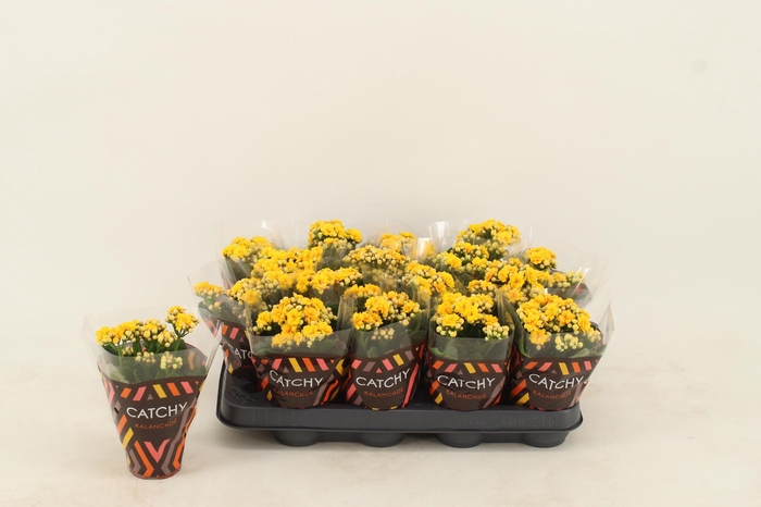 <h4>Kalanchoe Double Yellow</h4>