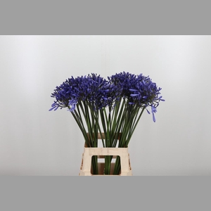 Agapanthus Dr.brouwer