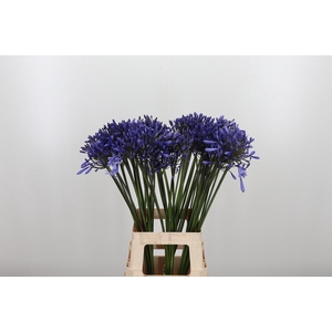 Agapanthus Dr.brouwer