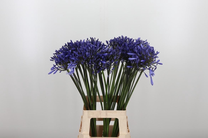 <h4>Agapanthus Dr.brouwer</h4>