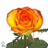 Rosa large high & magic