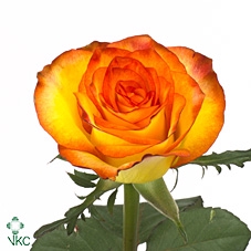 Rosa large high & magic