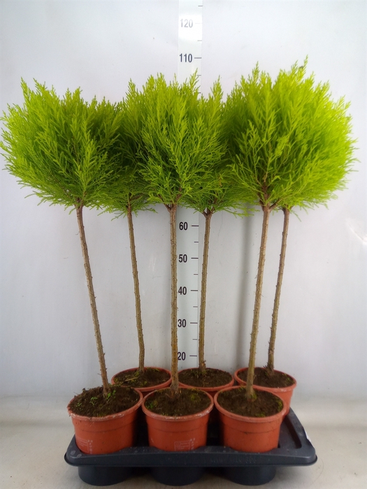 <h4>Cupressus macro. 'Goldcrest' .shape</h4>