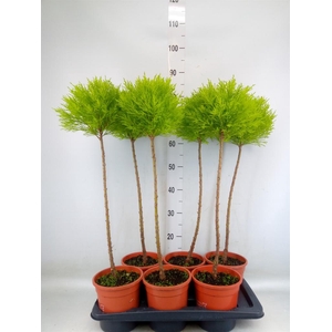 Cupressus macro. 'Goldcrest' .shape