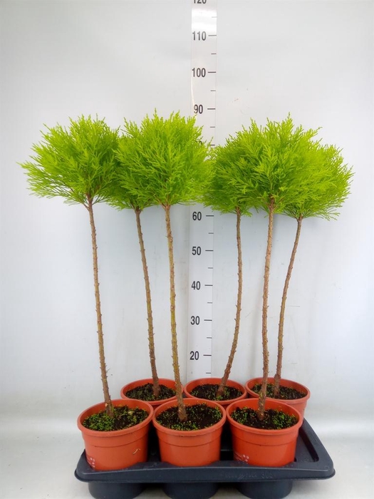 <h4>Cupressus macro. 'Goldcrest' .shape</h4>