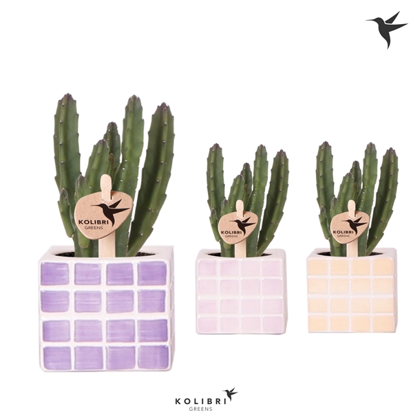 <h4>Kolibri Greens Stapelia Leenderziae in Mosa pot pink mix</h4>