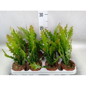 Epiphyllum anguliger