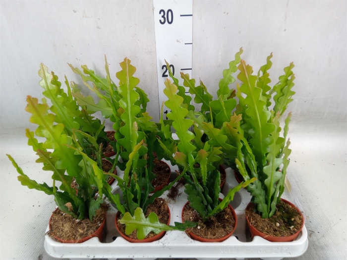 <h4>Epiphyllum anguliger</h4>